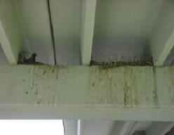 pigeons nesting on a concrete beam