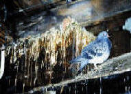 Pigeon in a poop covered ledge - very unhealthy