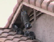Owls don't work - pigeons roosting under an eave overhang