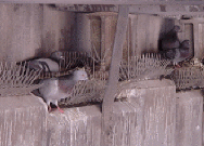 Pigeons nesting under freeway underpass cause a mess