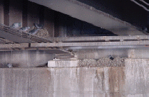 Piles of pigeon feces is building up under a freeway underpass