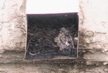 Pigeon nest cloging a roof drain backing up the water to the roof