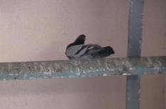 Pigeon roosting on a metal beam above a door way to hospital