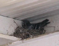 Pigeon on nest up under and overhang of I beams and sheet metal