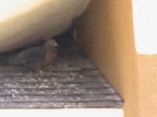 Pigeon under an eave and is looking to start build a nest