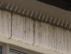 Plastic spike installed on ledge without washing the ledge first - yuck !!