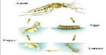 Life cycle of mosquito graph