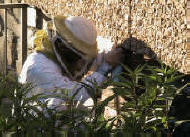 Treating killer bees in a bee suit