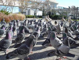 Large group of pigeons on the ground looking for a handout