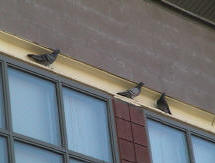 Pigeons on ledge of school