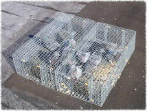 Live catch traps are a great way to reduce the population